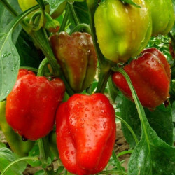 Семена Перец Сладкий Вероника 0,25 г Семена Украины