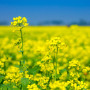 Семена Горчица желтая 300 г ТМ Урожай