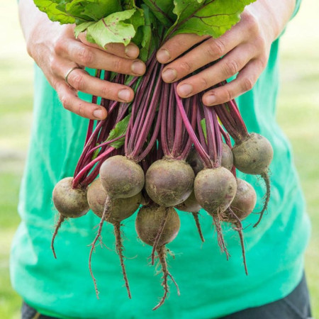 Семена Свекла Мулатка 10 г ТМ Урожай
