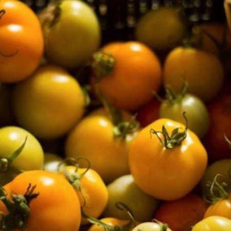 Семена Томат Утенок 15 шт (от коллекционера)