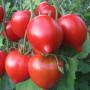 Семена Томат Кобзарь 15 шт (от коллекционера)