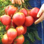 Семена Томат Сахарная Настенька 15 шт (от коллекционера)