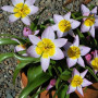 Тюльпан ботанічний Saxatilis 7/8