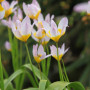 Тюльпан ботанічний Saxatilis 7/8