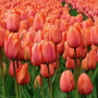 Тюльпан Дарвина Apricot Impression 14/+
