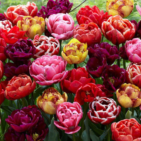 Тюльпан махровый смесь 25 шт