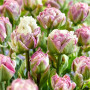 Тюльпан махровий Ice Tea 12+