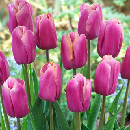 Тюльпан тріумф Holland Beauty 12+