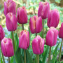 Тюльпан тріумф Holland Beauty 12+
