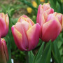Тюльпан тріумф Holland Beauty 12+