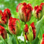 Тюльпан попугайный Exotic Parrot 11/12