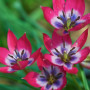 Тюльпан ботанічний Little Beauty 6/7