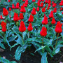 Тюльпан низкий Грейга Red Riding Hood 10/11