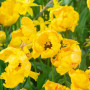 Тюльпан попугайный Eagle Wings 11/12