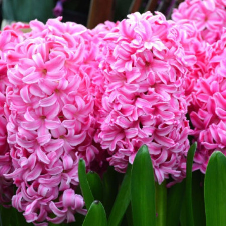 Гіацинт Pink Pearl 18/19