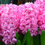 Гіацинт Pink Pearl 18/19