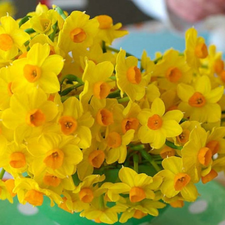 Нарцисс тацетта Grand Soleil d'Or 13/15