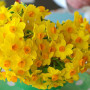 Нарцисс тацетта Grand Soleil d'Or 13/15