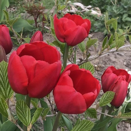 Тюльпан охолоджений тріумф Strong Love 12/+