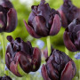 Тюльпан махровый Black Hero 11/12