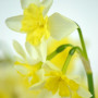 Нарцисс сплит-корона Prom Dance 14 /16