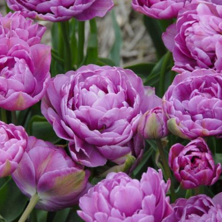 Тюльпан махровый Lilac Perfection 12+