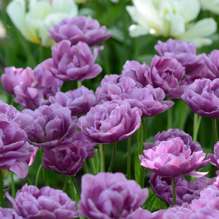 Тюльпан махровый Lilac Perfection 12+