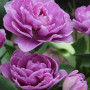 Тюльпан махровый Lilac Perfection 12+