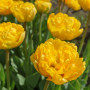 Тюльпан махровый Yellow Pomponette 12+