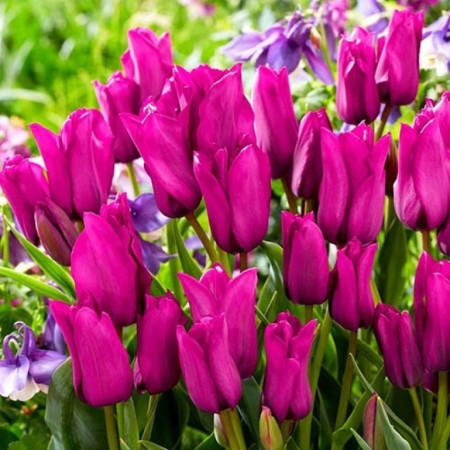 Тюльпан мультифлора Purple Bouquet 11/12
