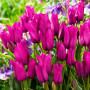 Тюльпан мультифлора Purple Bouquet 11/12