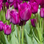 Тюльпан мультифлора Purple Bouquet 11/12