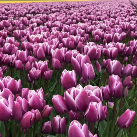 Тюльпан мультифлора Purple Elegance 12+