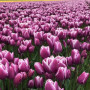 Тюльпан мультифлора Purple Elegance 12+