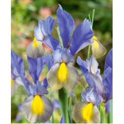Ирис голандика Mystic Beauty 7/8