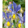 Ирис голандика Mystic Beauty 7/8