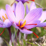 Крокус осенний Sativus (шафран) 7/8