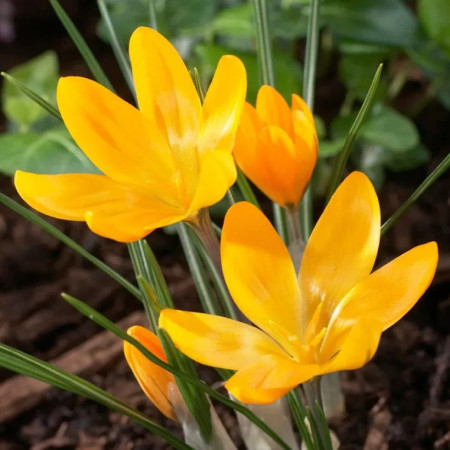 Крокус крупноцветковый Yellow 9/10