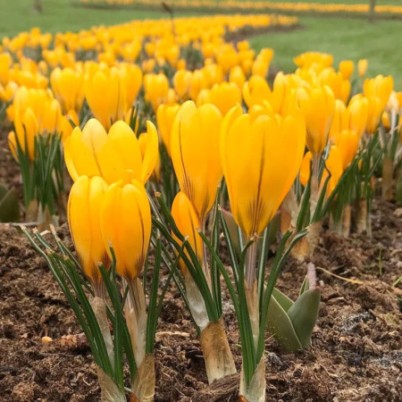 Крокус крупноцветковый Yellow 9/10