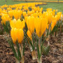 Крокус крупноцветковый Yellow 9/10