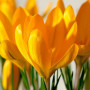Крокус крупноцветковый Yellow 9/10