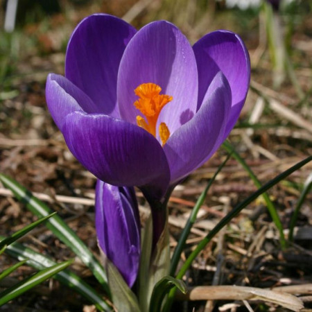 Крокус крупноцветковый Flower Record 10+