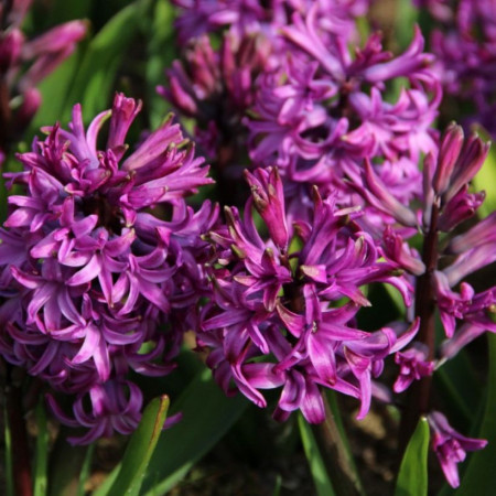 Гіацинт Purple Sensation 18/19 (фіолетовий)