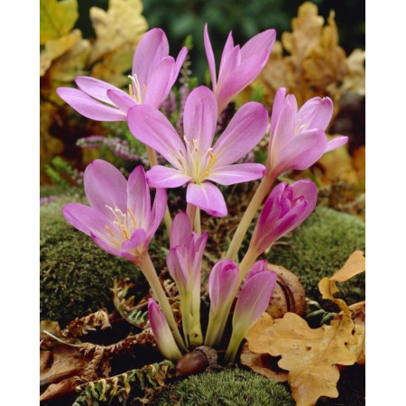 Колхикум cilicicum 18/20