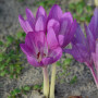 Колхикум Glory of Heemstede 20/22