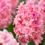Гіацинт махровий Spring Beauty 14/15 (рожевий)