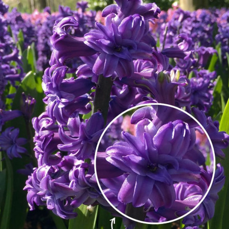 Гіацинт махровий Purple 14/15 (фіолетовий)