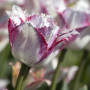 Тюльпан бахромчатый Aria Card 11/12