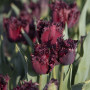 Тюльпан бахромчатый Black Jewel 12+