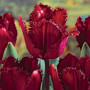 Тюльпан бахромчатый Black Jewel 12+